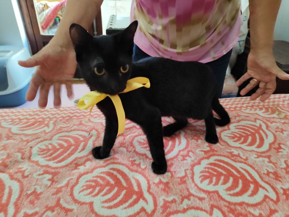 Gato 3.5 meses para adoção consciente