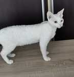Reproduktor Devon rex