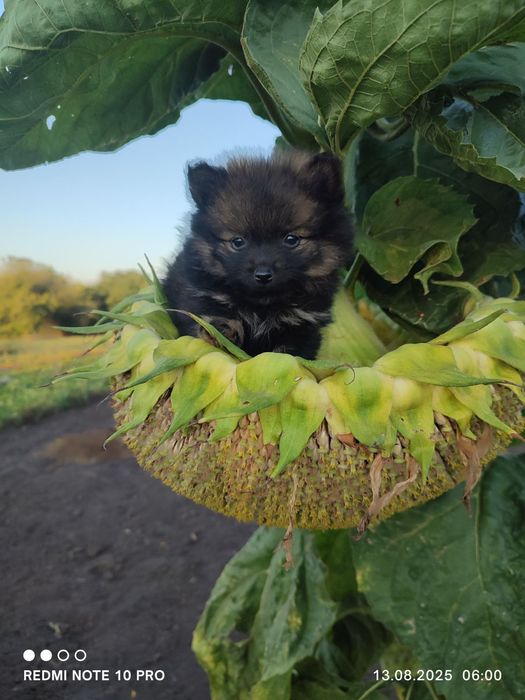 Малый шпиц, мальчики