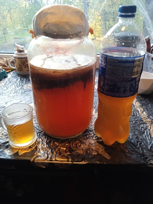 Чайный гриб камбуча недорого.