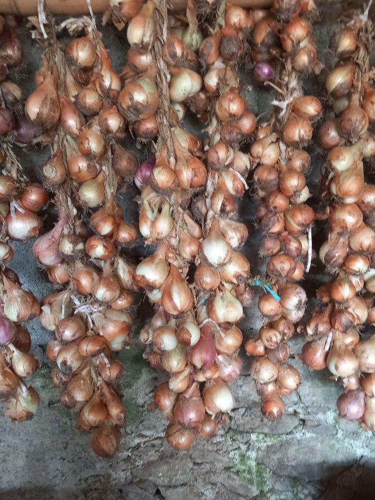 Cebolas de boa qualidade