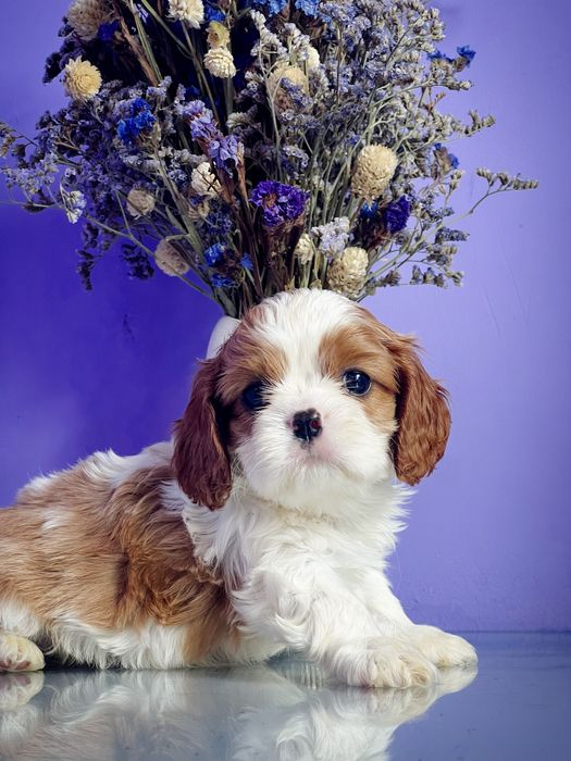 Щенки Кавалерчики)) Собака -компаньон.