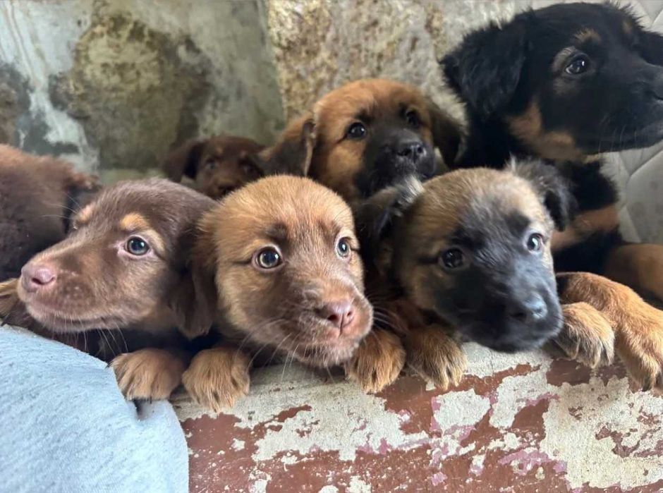 9 Meninas Para Adoção