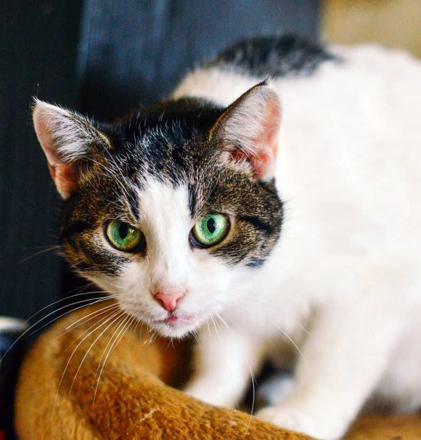 Компанійський котик Борька, 2 роки, кастрований і вакцинований