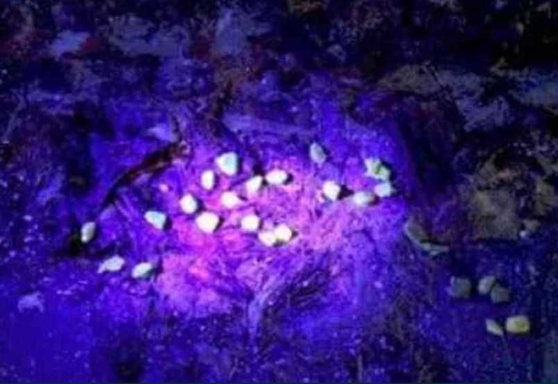 Latarka czołowa UV Power LED 8-14V 30W do burtszynu