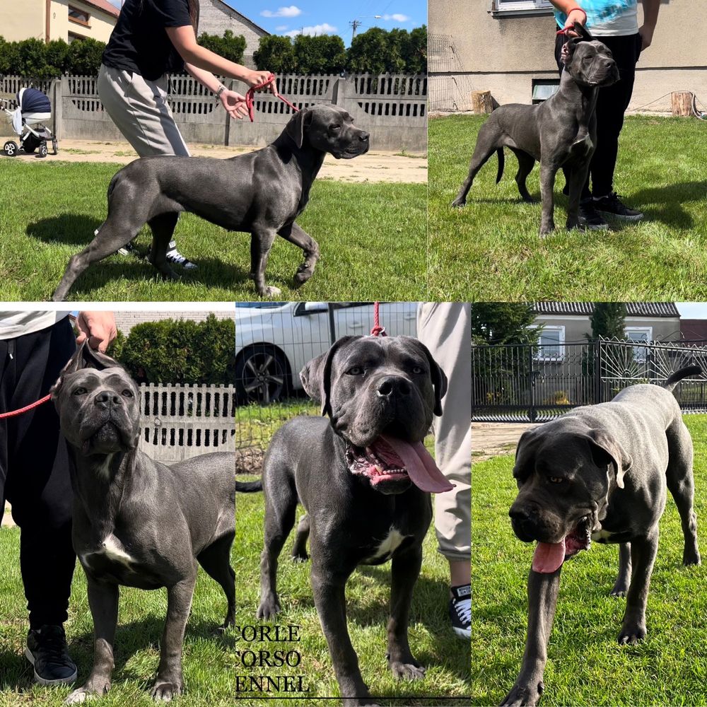 Cane Corso Suczka Wzorowa