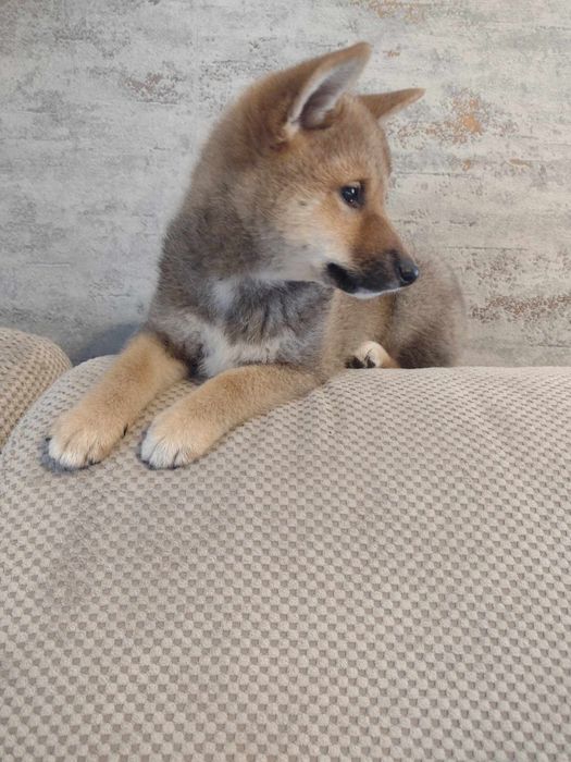 Shiba inu suczka