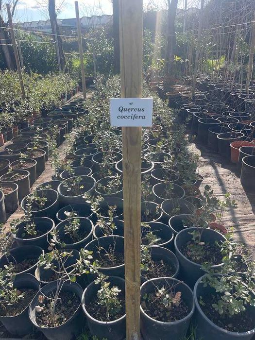 Árvore Quercus coccifera