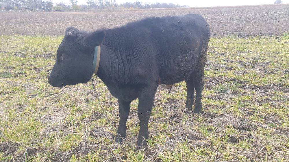 Продам  бичка...