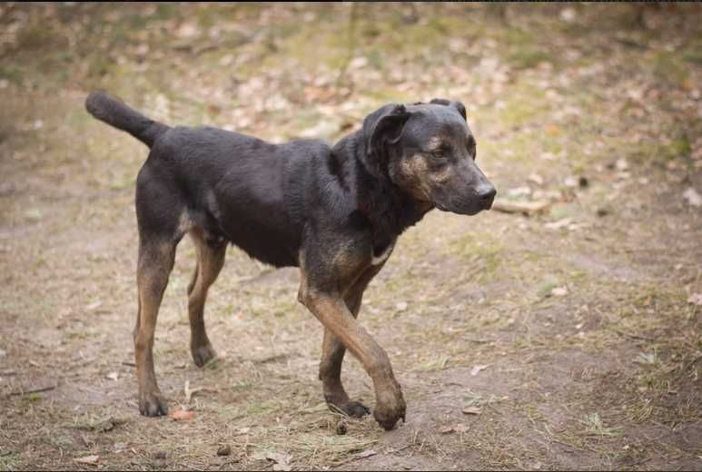 LALEK szuka aktywnego domu