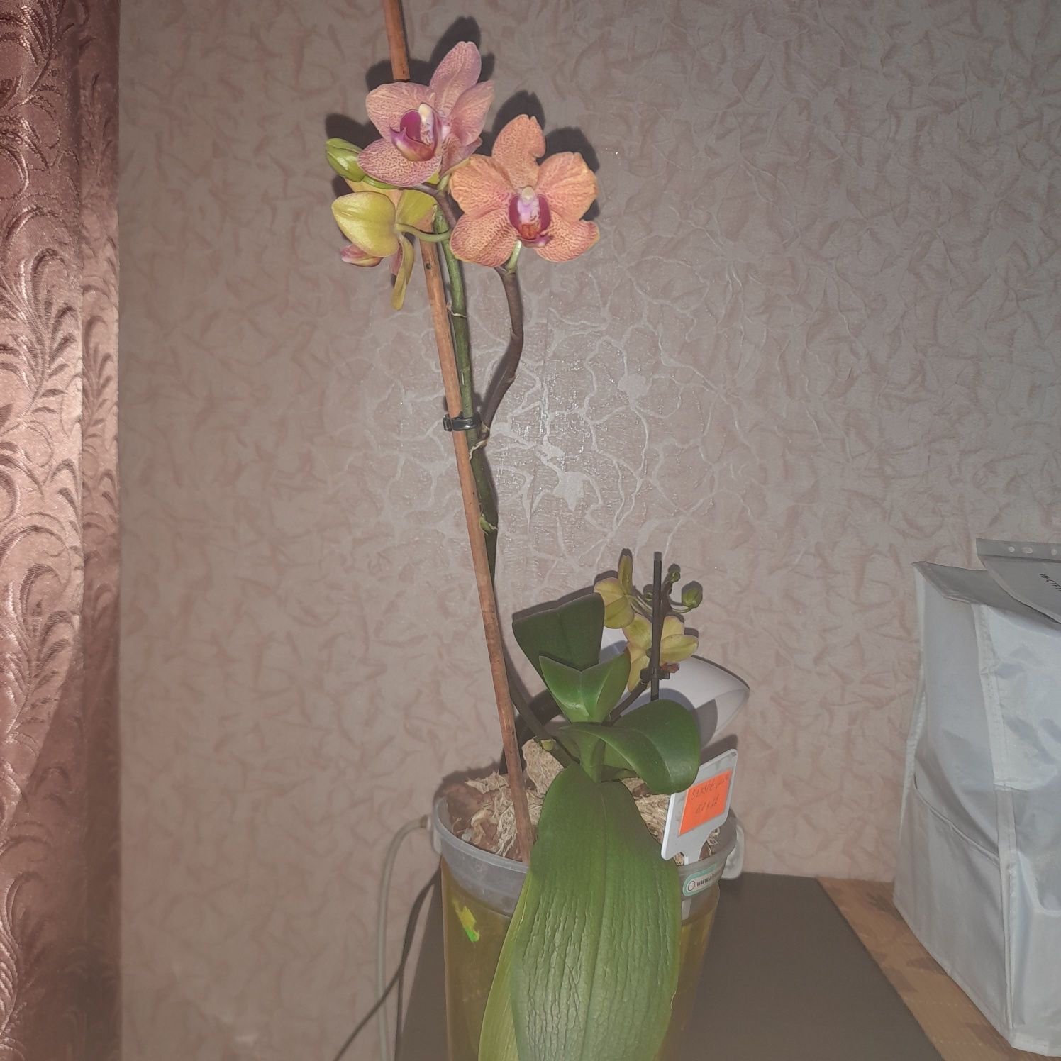 Продам  2 орхидеи