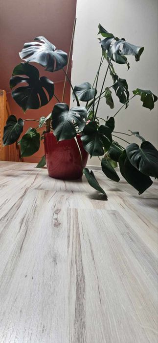 Kwiat Monstera Duża