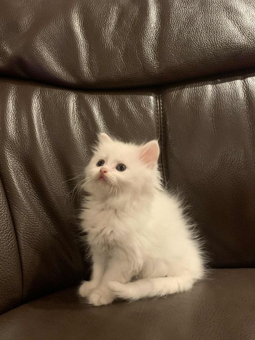 Kotka pół Perska biała