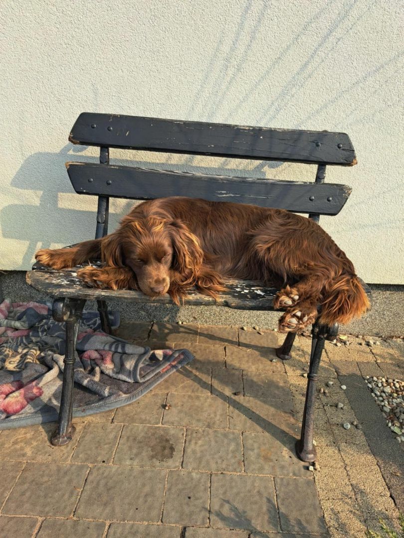 Szczeniaki cocker spaniel