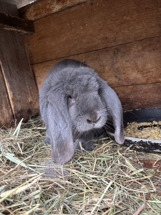 Baran francuski niebieski