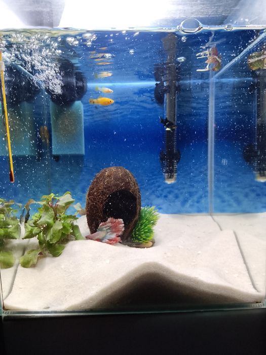 Akwarium Aquael 31l kostka komplet