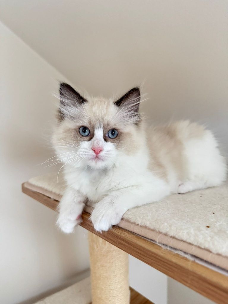 Kocurek Ragdoll - Gustavo