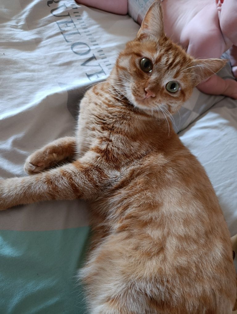Отдам кота в заботливые руки!