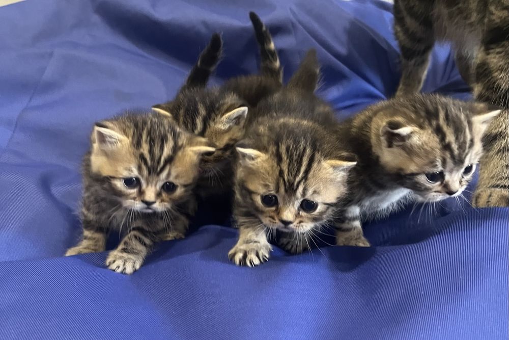 Шотландські кошенята