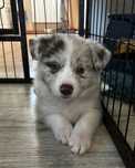 Piesek Border Collie Red Merle