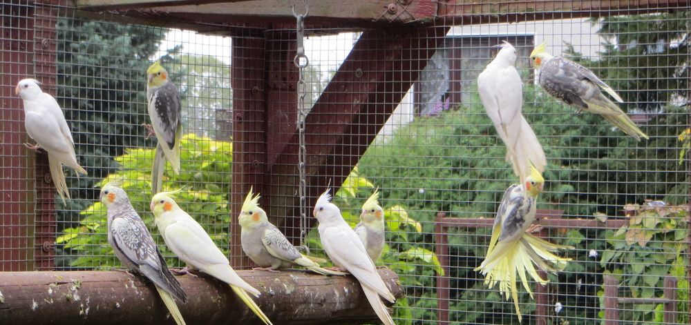 Sprzedam papugi Nimfy.