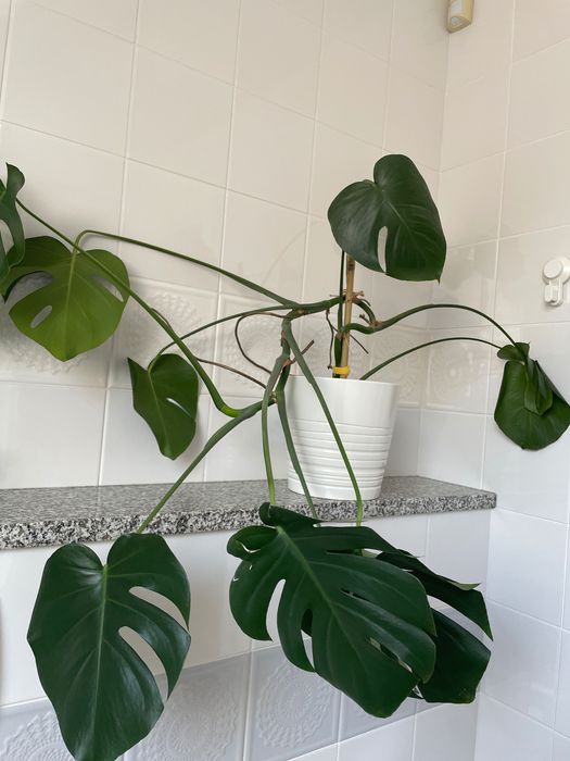 Kwiat Monstera  duży