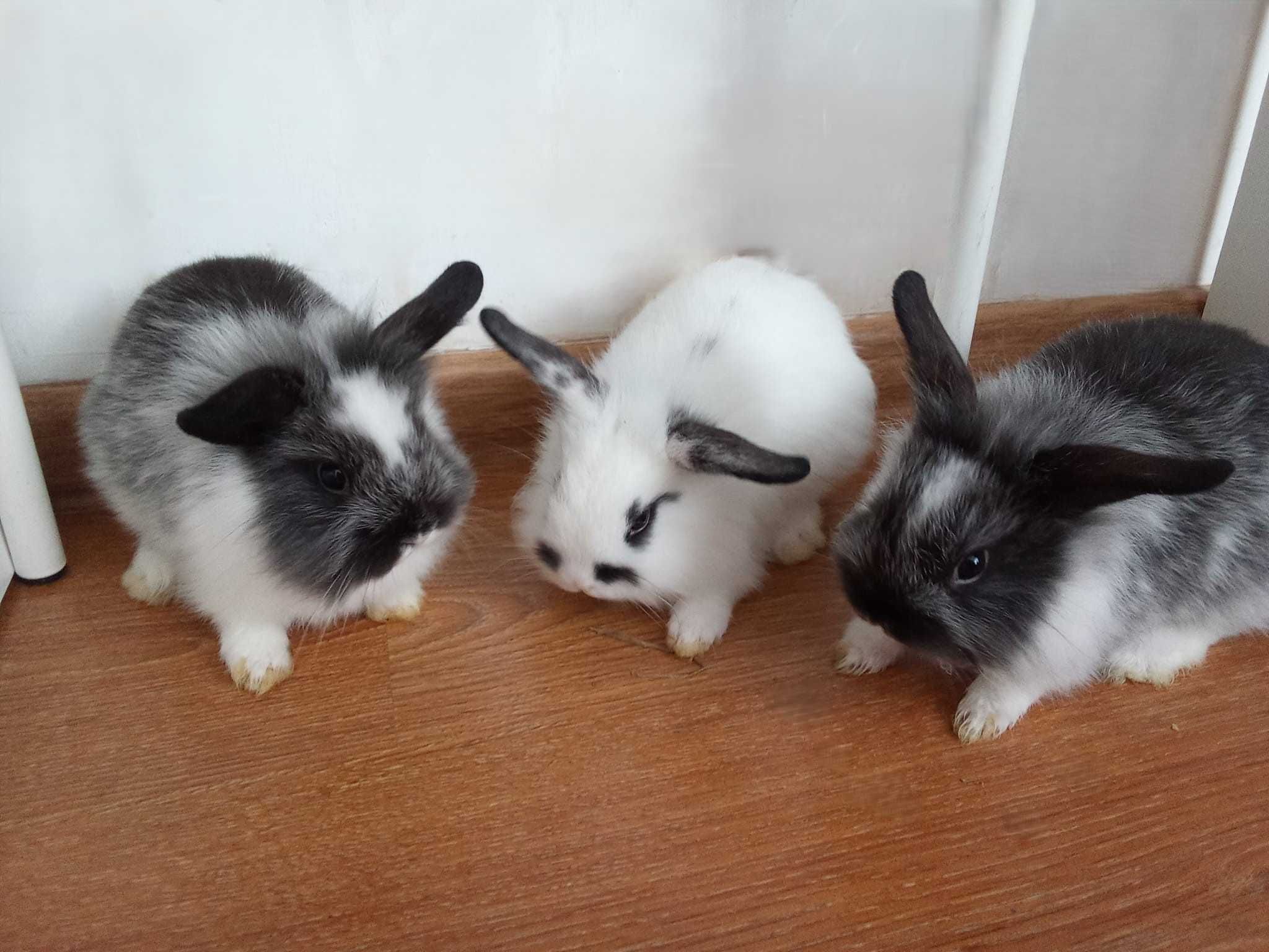 Króliki miniaturki