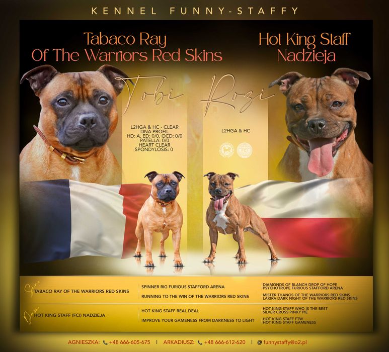 Staffordshire Bull Terrier - suczka