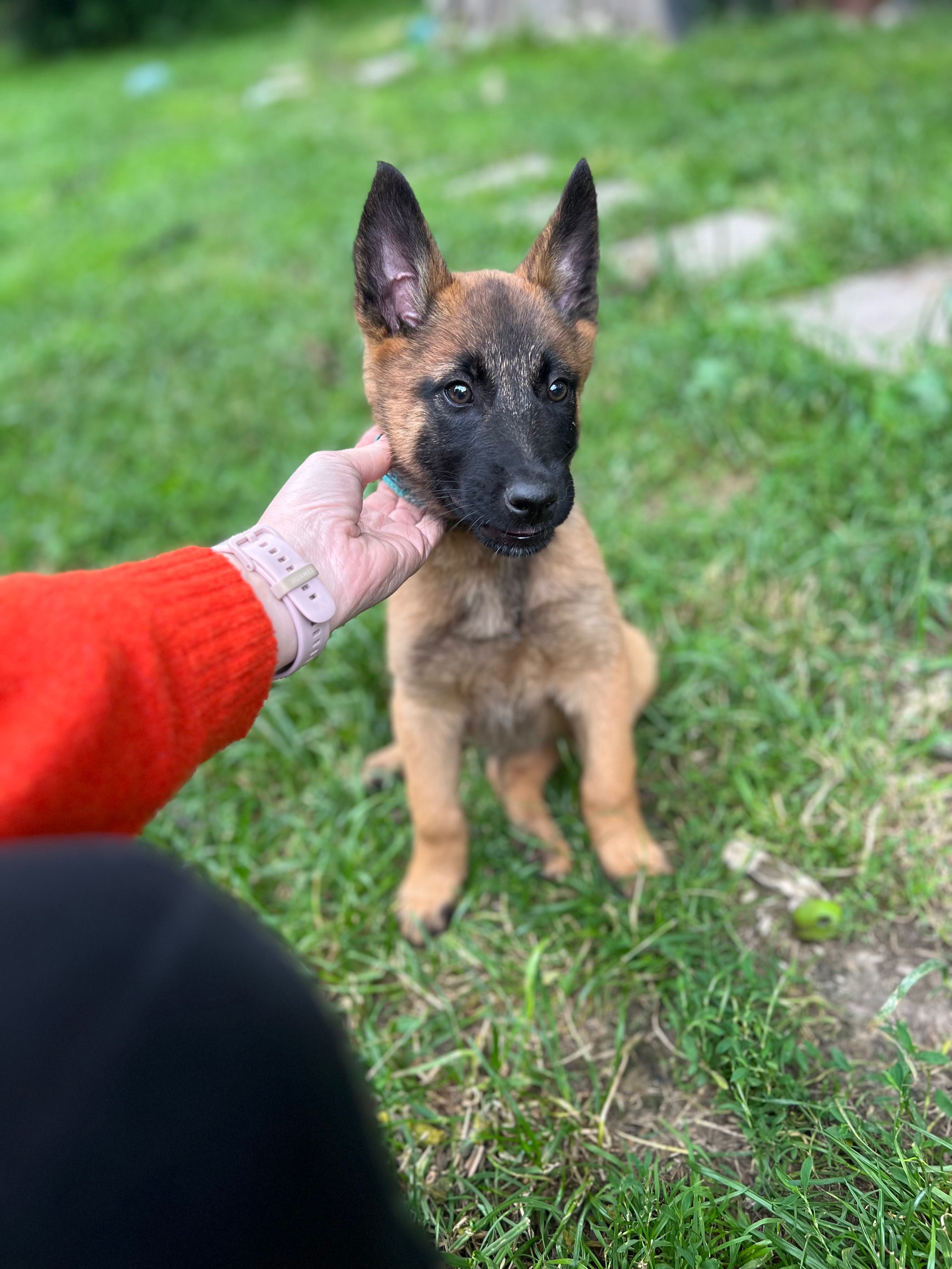 Owczarek Belgijski Malinois ZKwP/FCI pies szczenię