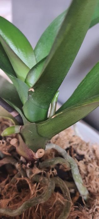 Орхідея Дикий кіт з діткою