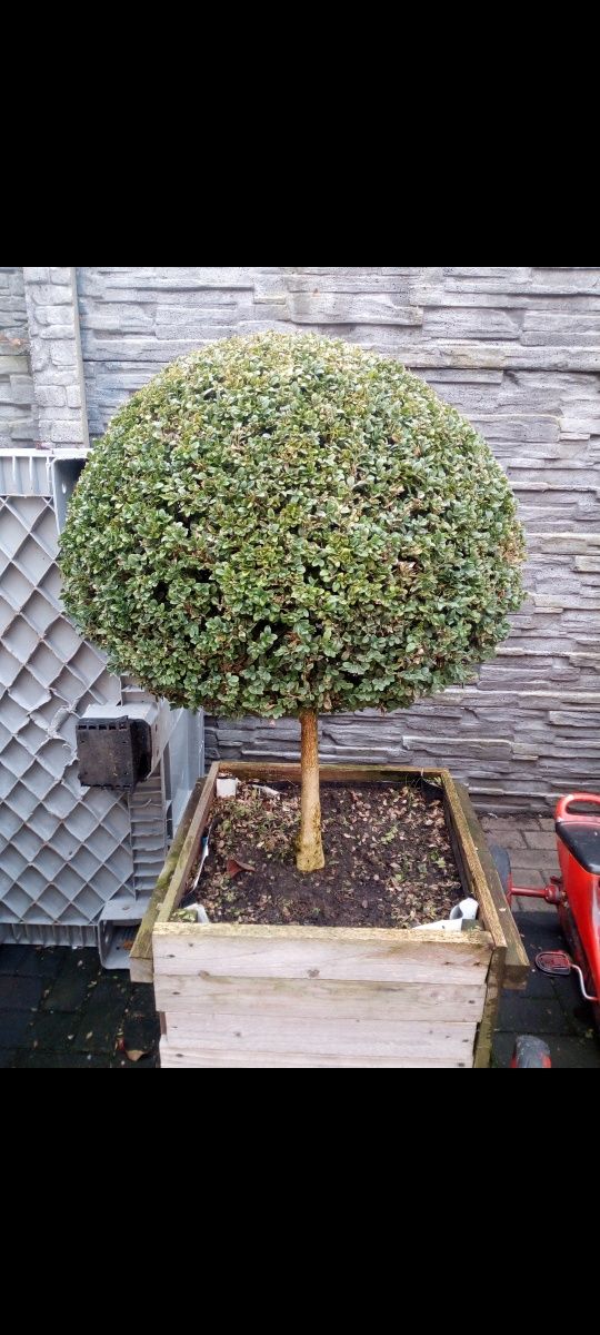 Krzewy ozdobne Bonsai