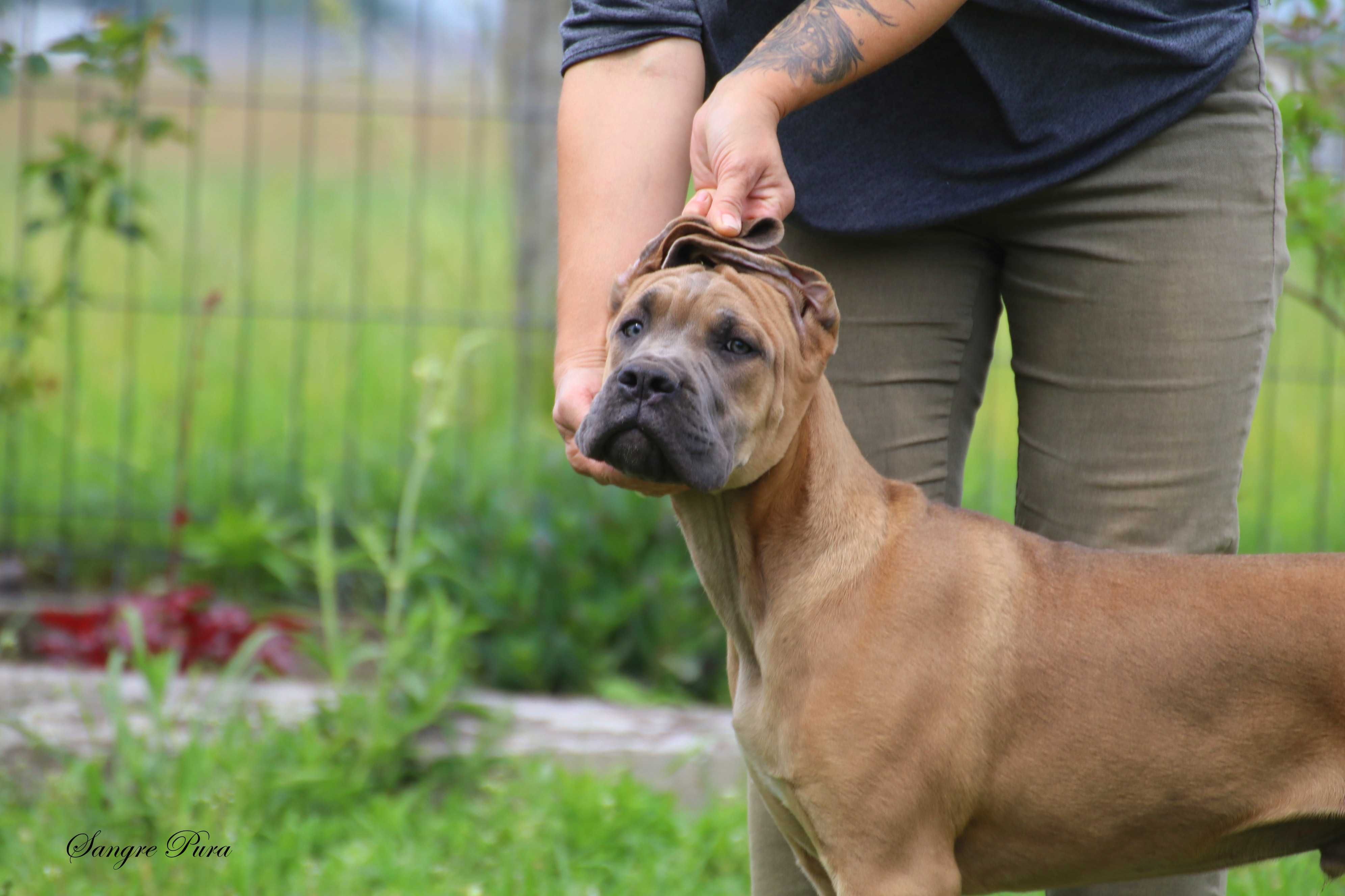 Samiec szczeniak Cane Corso