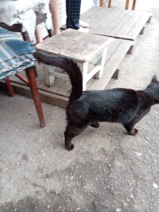 Котик чорний метис мейн - кун , ЧОРІ 1.5 року