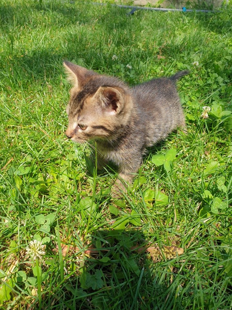 Kotki do adopcji