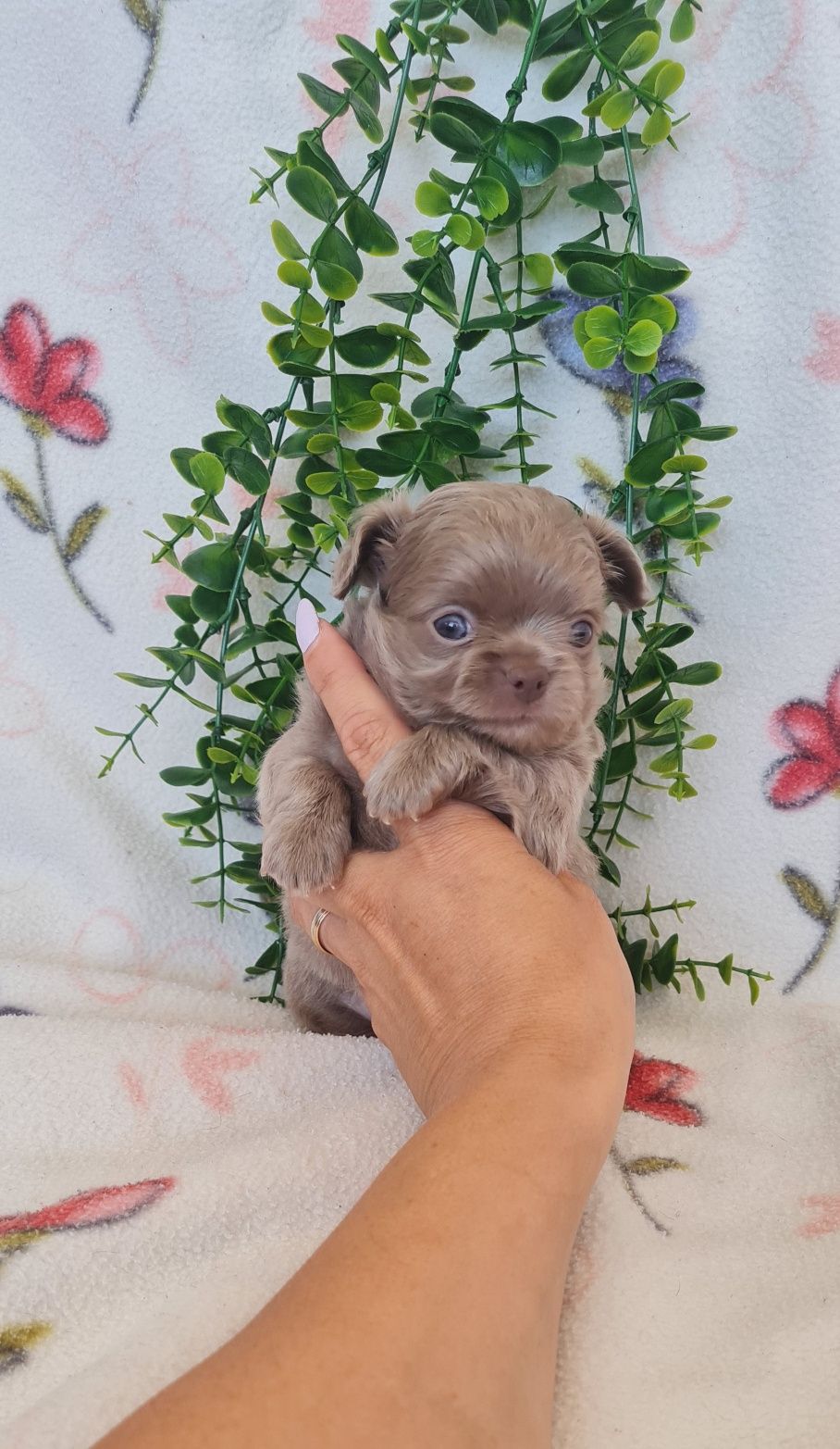 Estupendo menino pelo comprido chihuahua/chiuaua linhagem Russa.Qualid