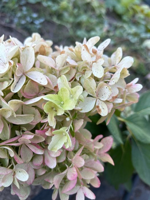 Волотиста гортензія Скайфол Skyfall 1 р., 0,5 л