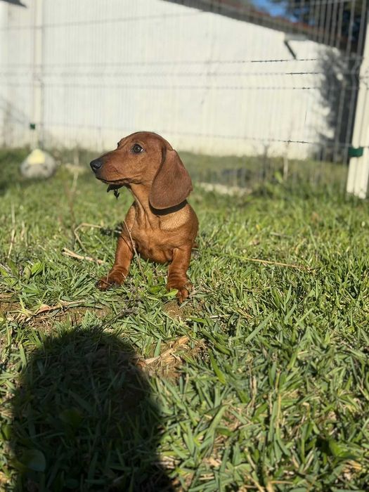 Teckel macho standard