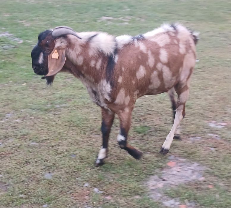 Kozioł anglonubijski 100%, kozy