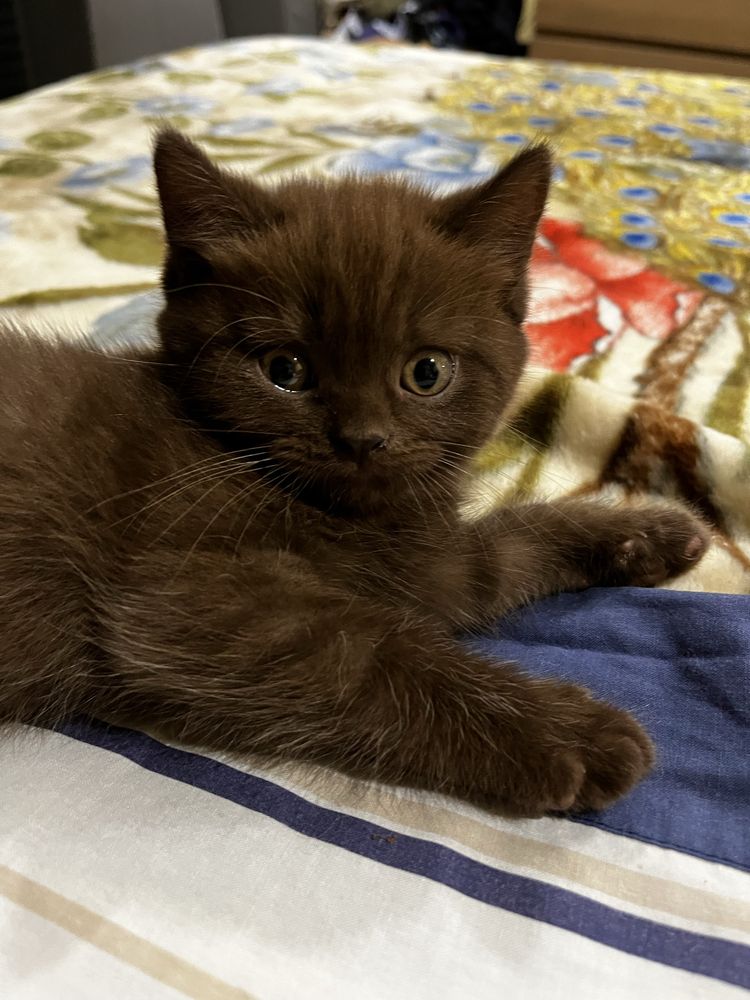 Gatinho Scottish straight chocolate