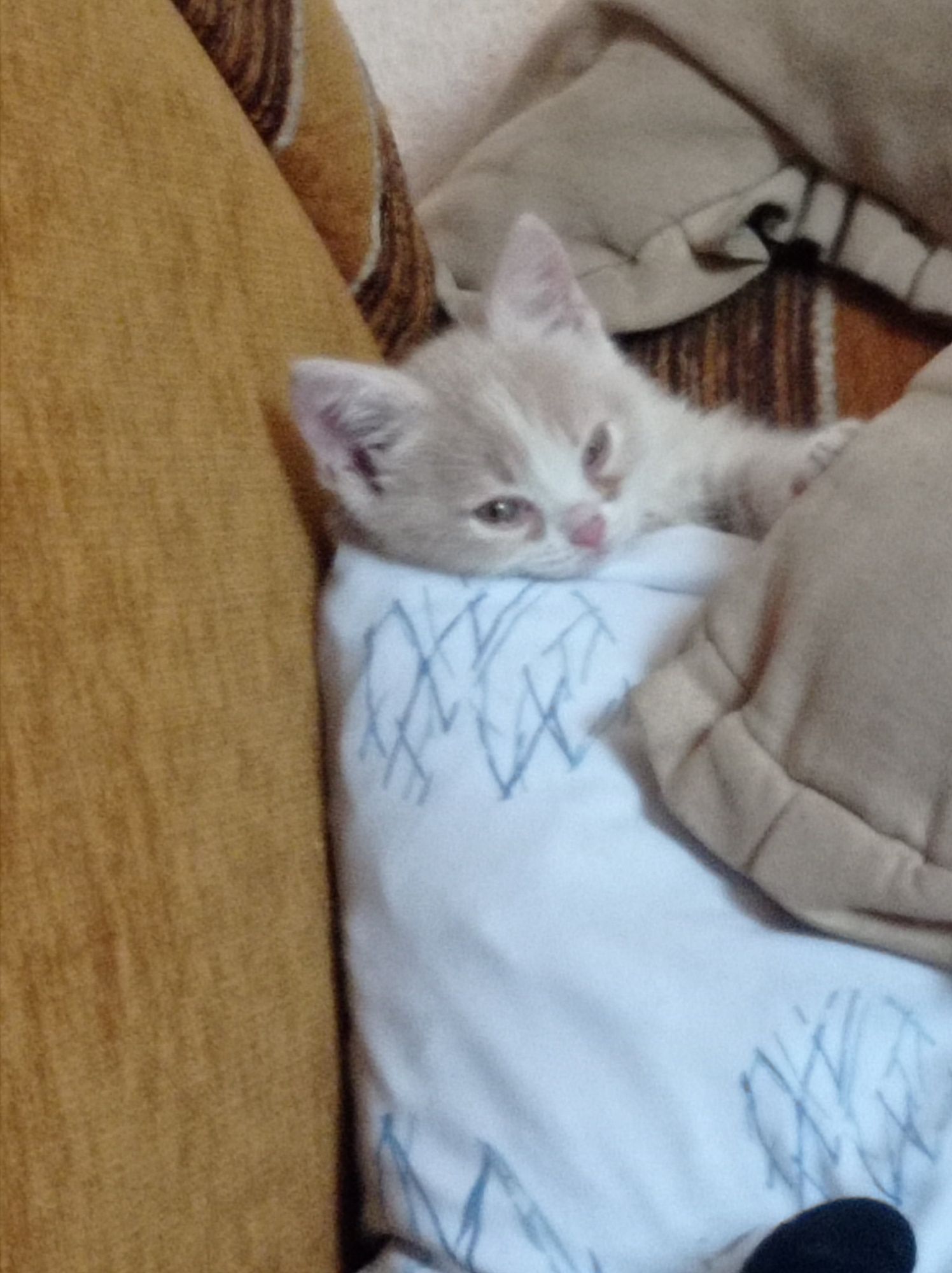 Кошеня 1 місяц  БЕЗКОШТОВНО у ДОБРІ руки