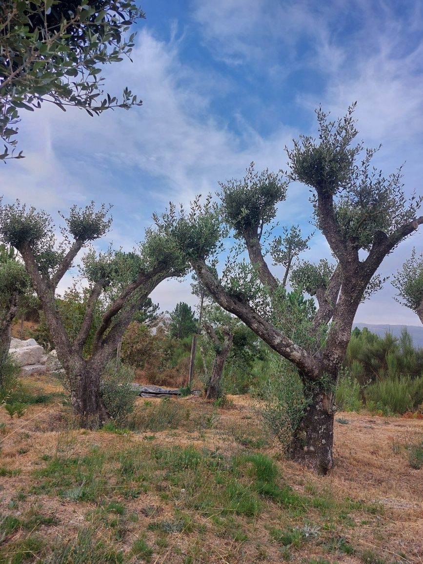 Oliveiras centenárias