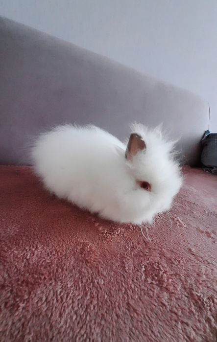 Karzełek Teddy długowłosy