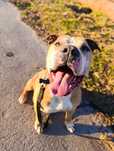 Oddam Amstaffa / Amstaff do adopcji/ Amstaff szuka domu