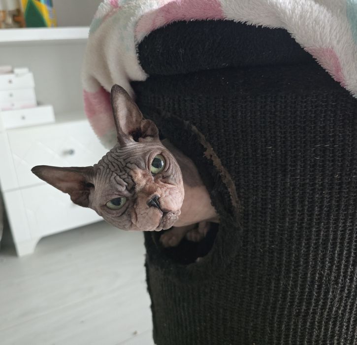 Dorosły kocurek sfinks, gotowy do odbioru