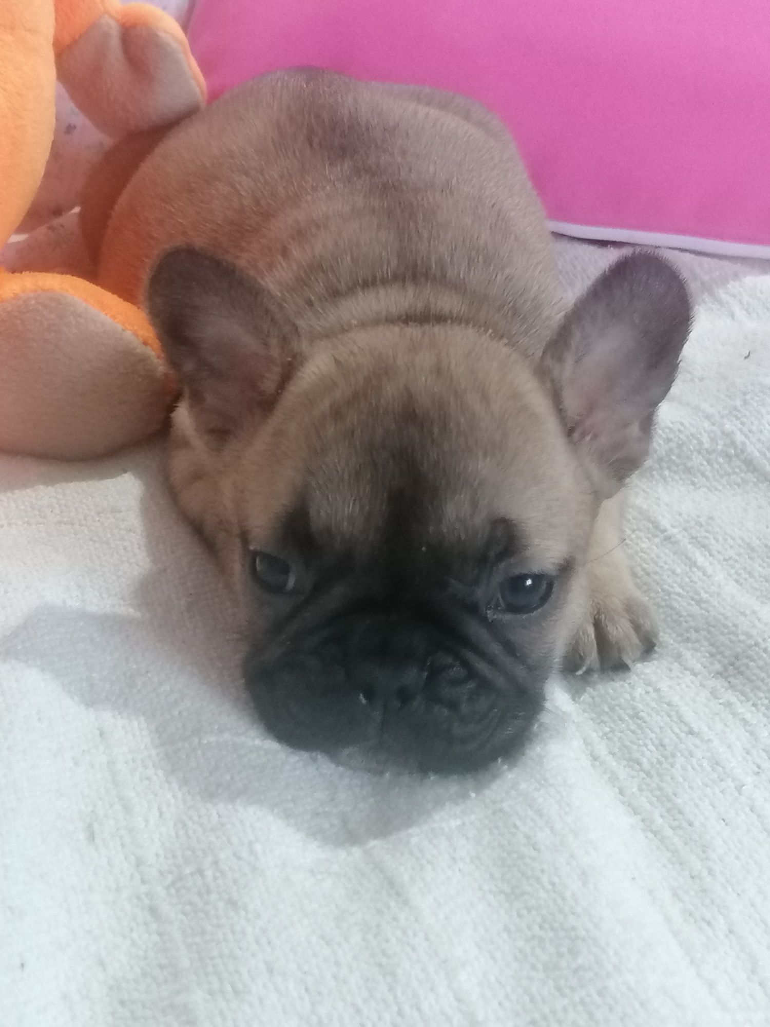Bulldog francês excelente