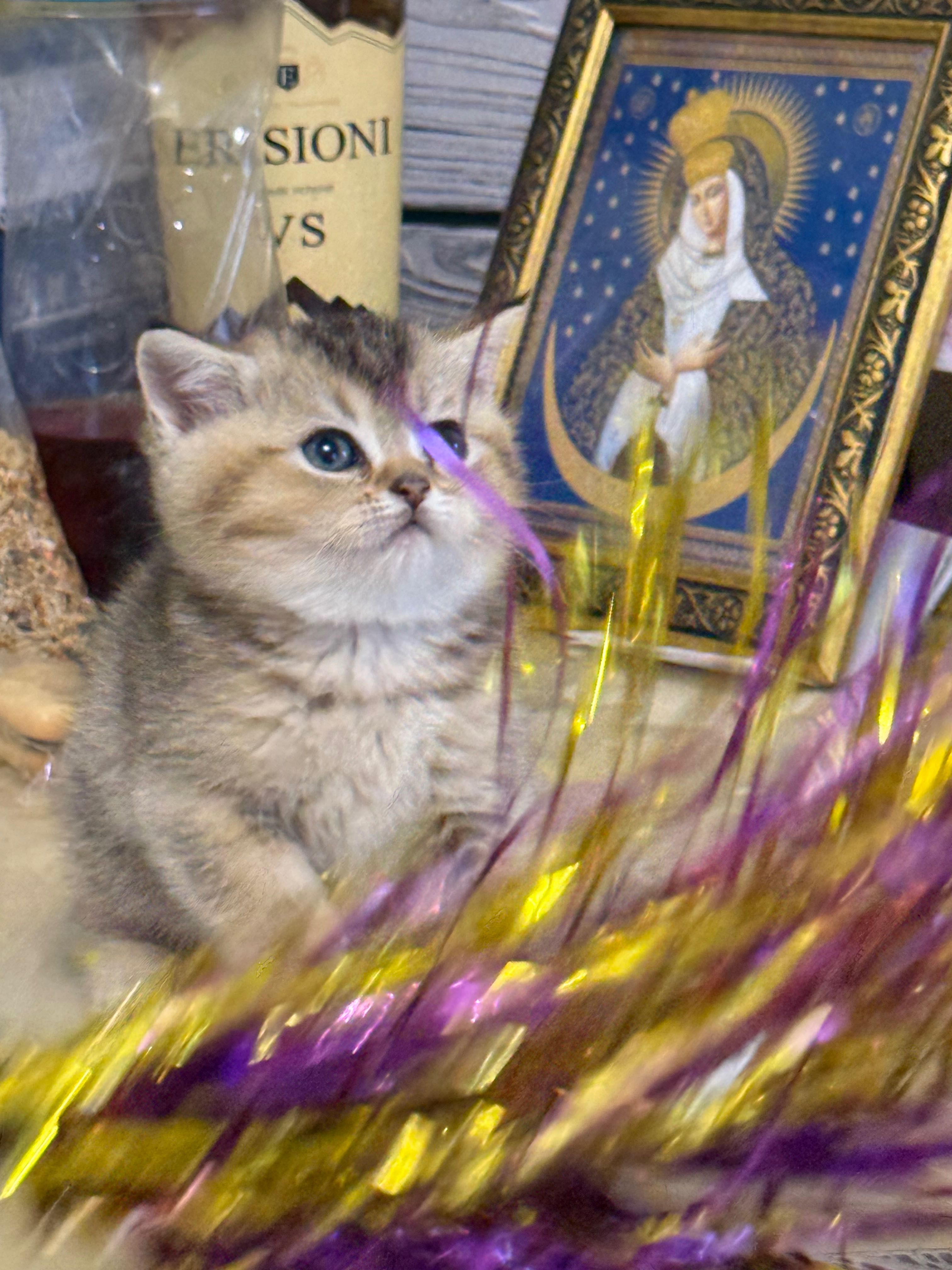 Шотландські кошенята
