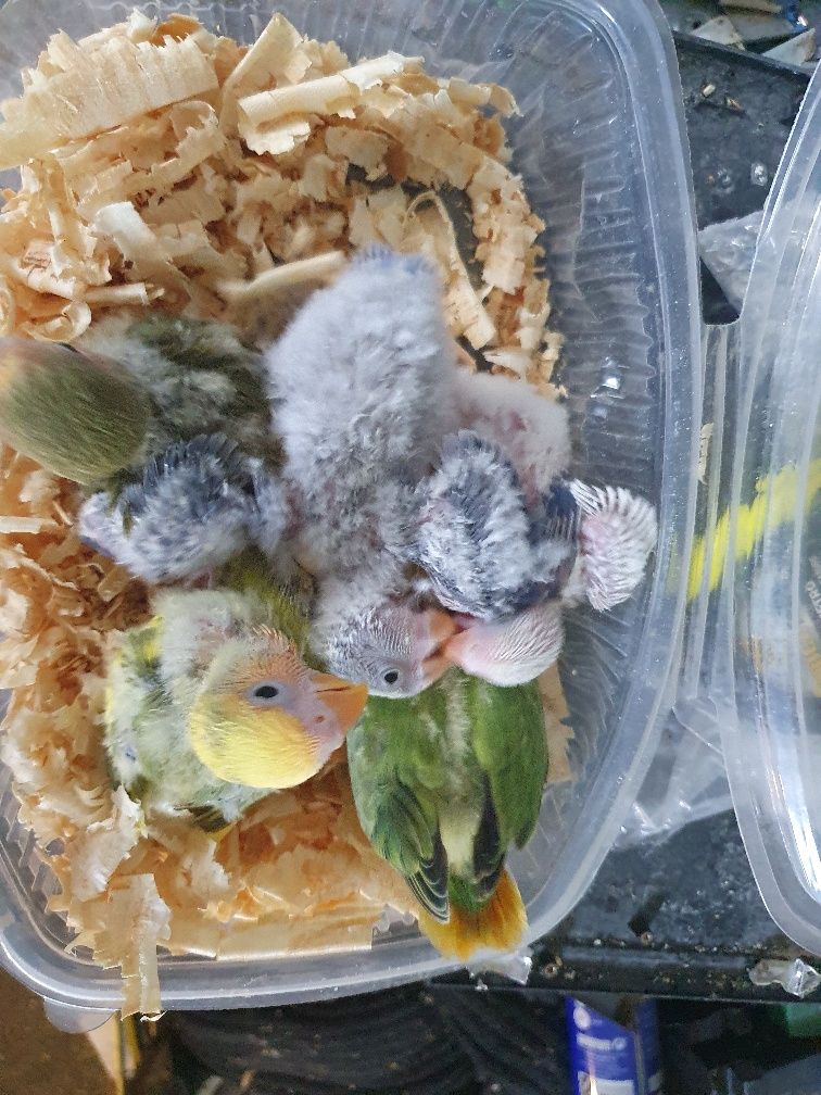 Bebés Agapornis para alimentar à  mão.