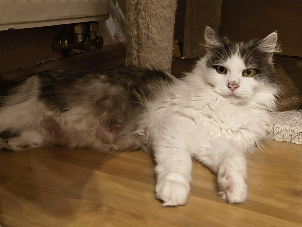 Piękna długowłosa kotka do adopcji