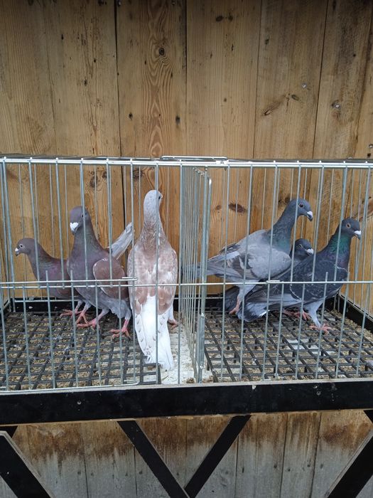 Pocztowe kolorowe ozdobne młode