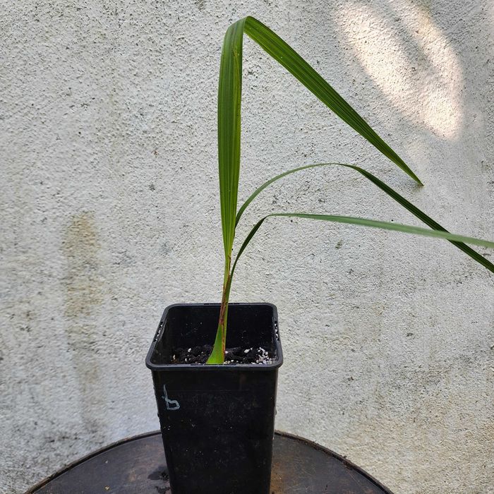 Butia odorata – sadzonka palmy 25 cm, do –10°C, z doniczką